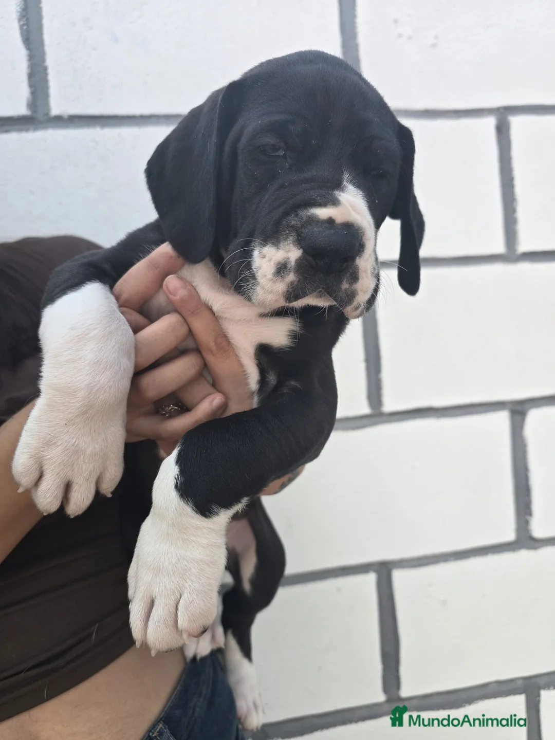 Dogo Alemán perros en venta: Dogo Alemán  - Anuncio 2