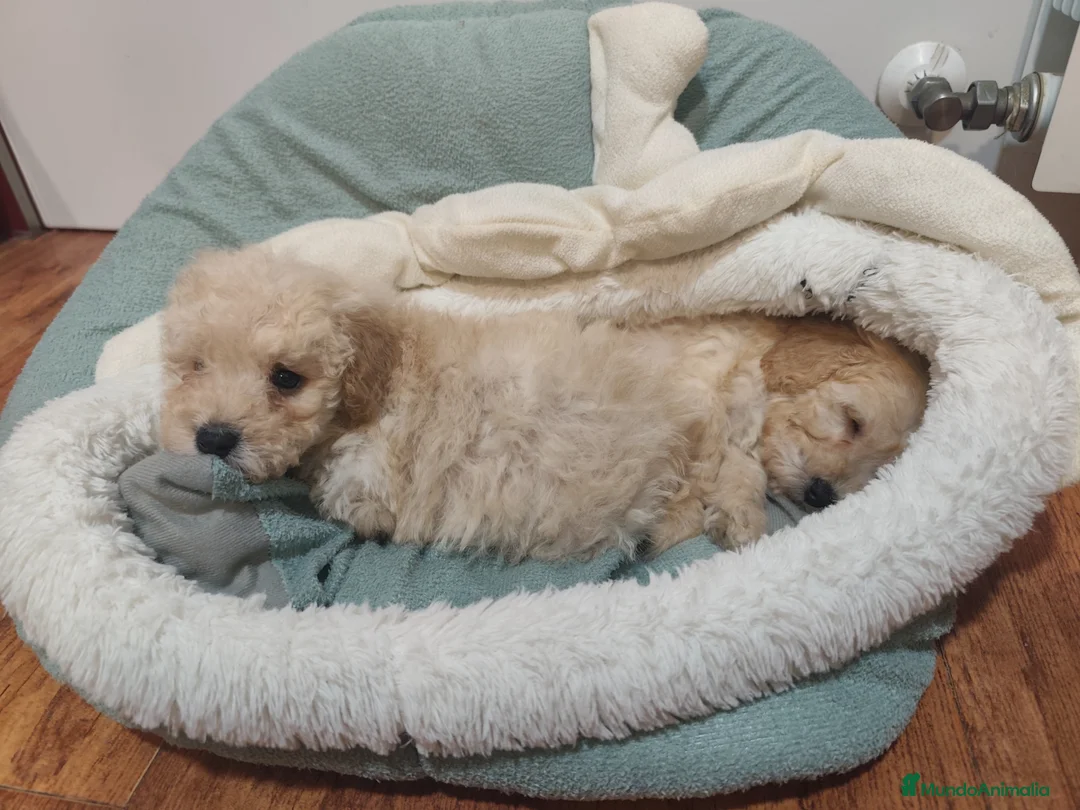 Caniche Toy perros en venta: Espectaculares Toy chiquitos para entregar en Barcelona - Anuncio 1