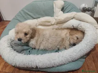 Caniche Toy perros Espectaculares Toy chiquitos para entregar - Anuncio 1