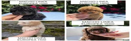 Caniche Toy perros en venta: Espectaculares Caniches Toy  en Lugo - Anuncio 4