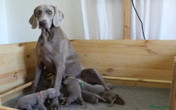 Weimaraner perros en venta: Braco weimar  - Imagen 1