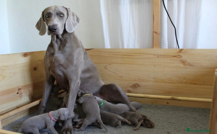Weimaraner perros - Propaganda 1