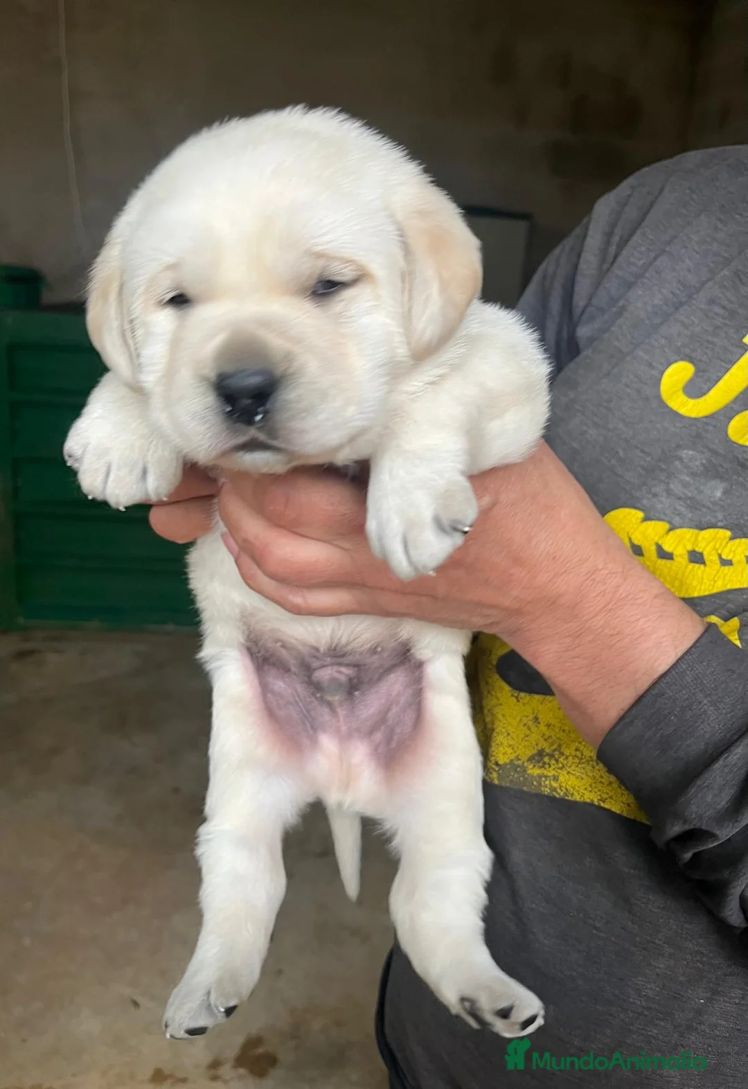 Labrador Retriever perros en venta: Labradores de Quercuscan  - Anuncio 2