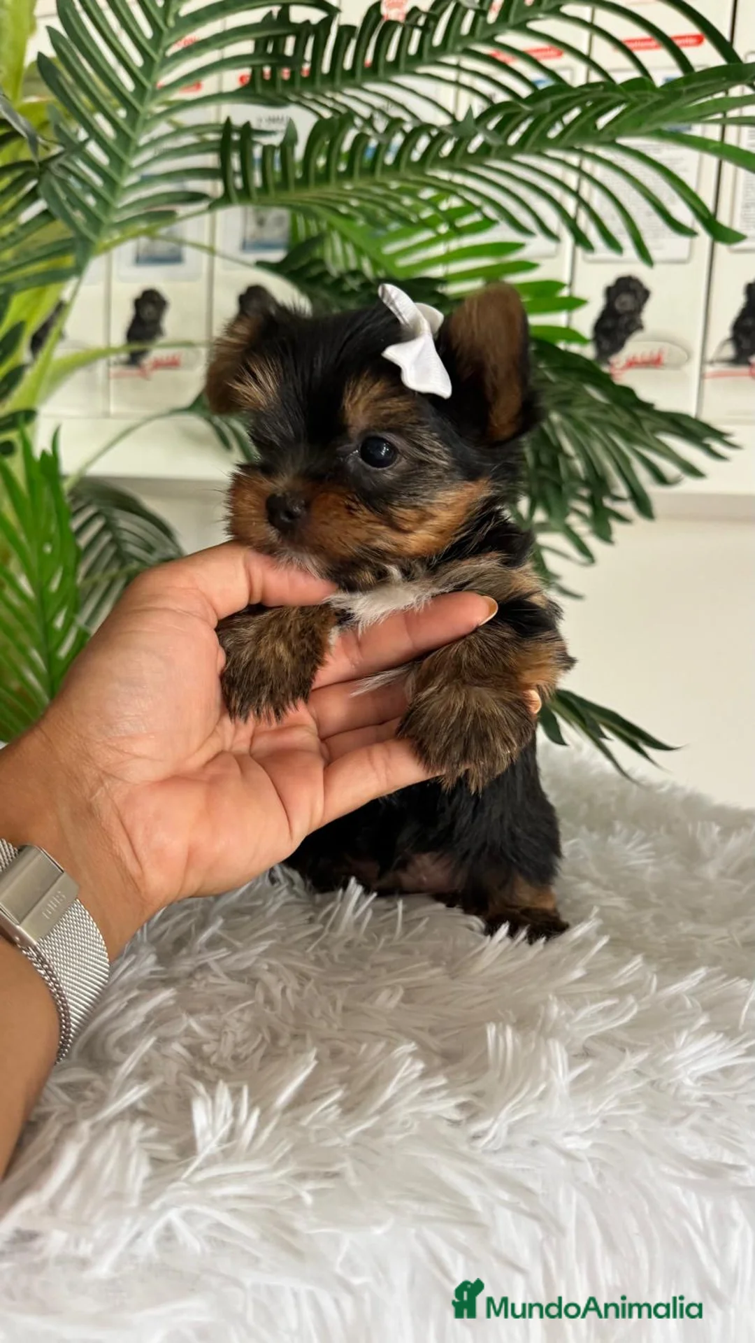 Yorkshire Terrier perros en venta: YORKSHIRE TERRIER - Anuncio 2