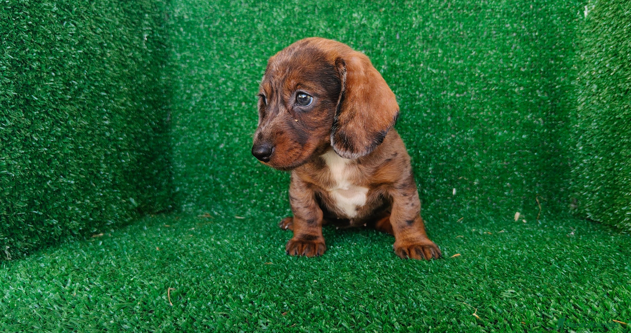 Teckel Miniatura perros en venta: Teckel miniatura  - Anuncio 8