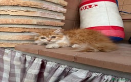 Persa gatos en venta: Macho y hembra Persa - Imagen 4