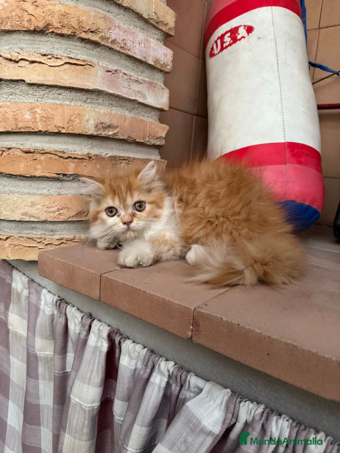 Persa gatos en venta: Macho y hembra Persa - Imagen 4