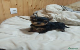Yorkshire Terrier perros en venta: Yorkshire toy - Imagen 2