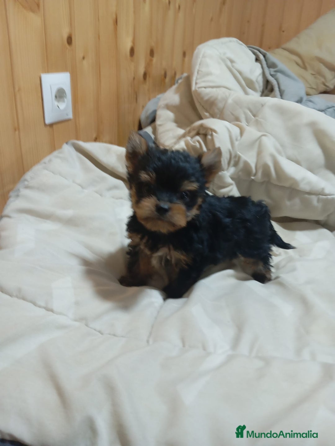 Yorkshire Terrier perros en venta: Yorkshire toy - Imagen 2