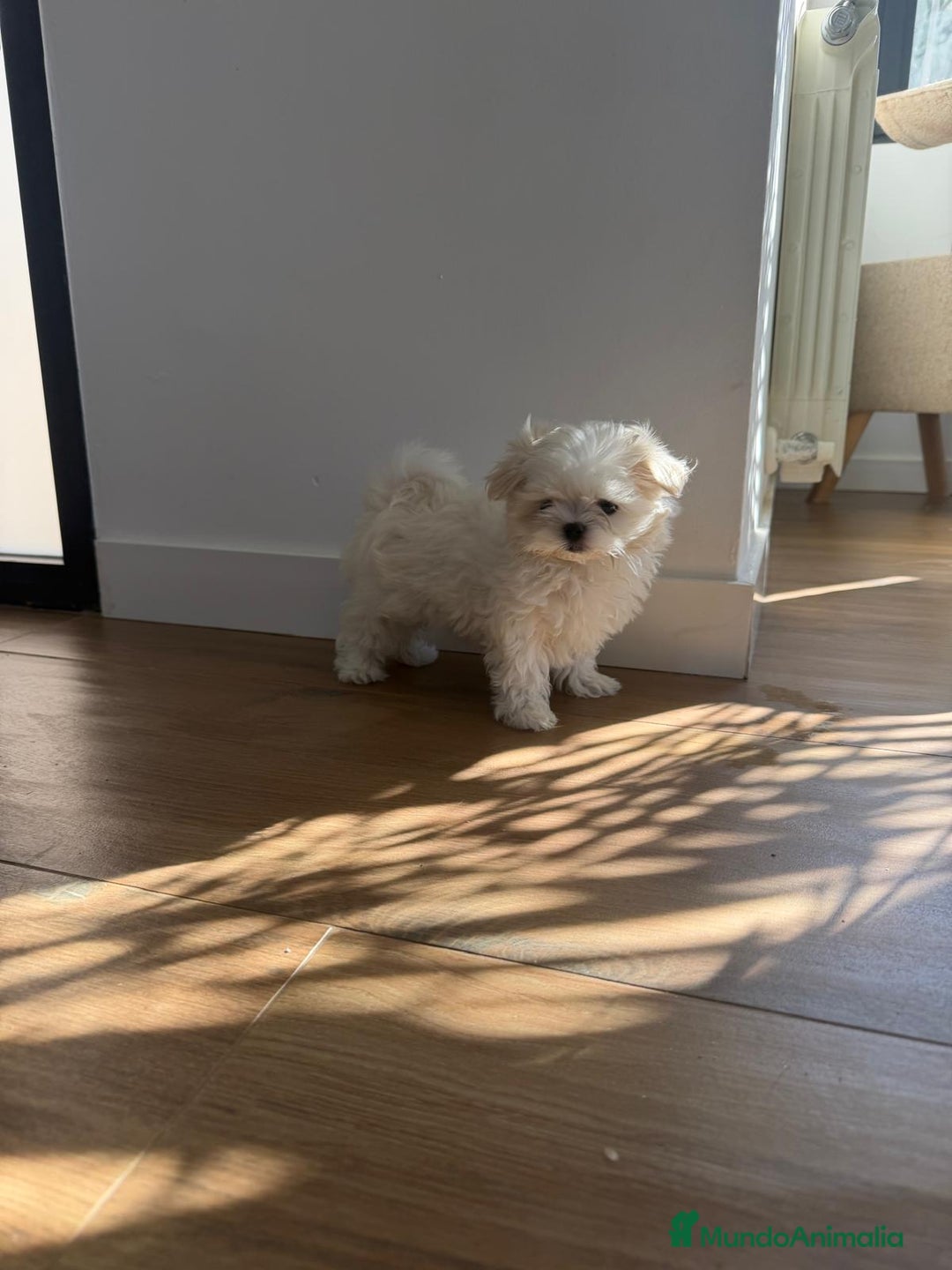 Bichón Maltés perros en venta: Bichón maltes coreano  - Anuncio 3