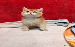 Británico de Pelo Corto gatos en venta: Monísimos British Golden  - Imagen 12