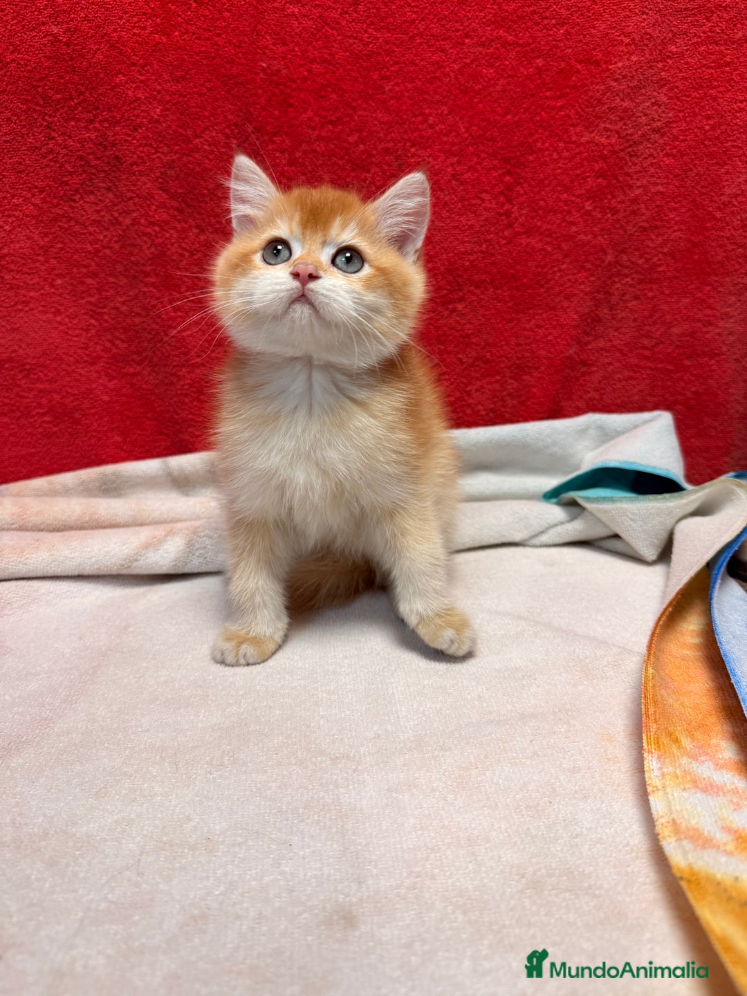 Británico de Pelo Corto gatos en venta: Monísimos British Golden  - Imagen 12