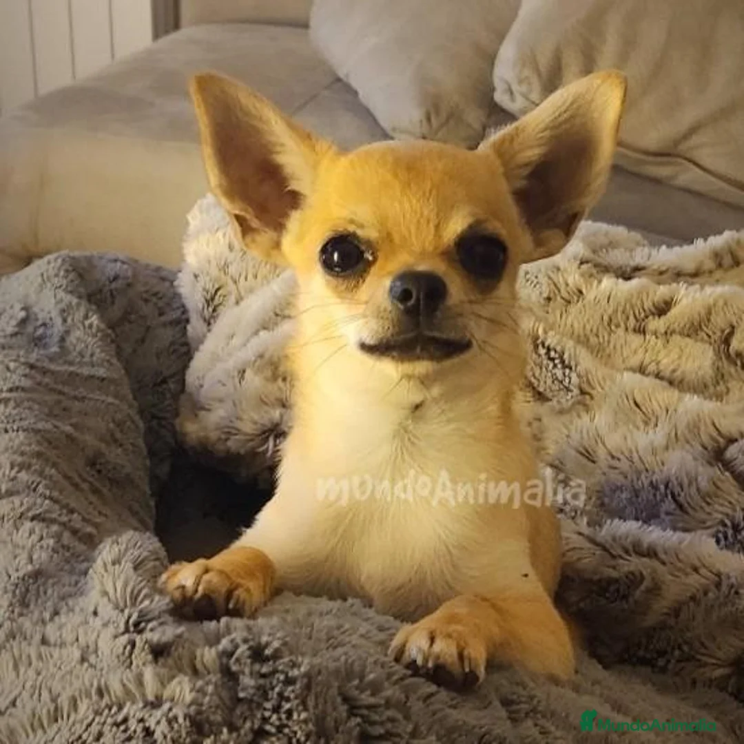 Imagen de galería {{count}}