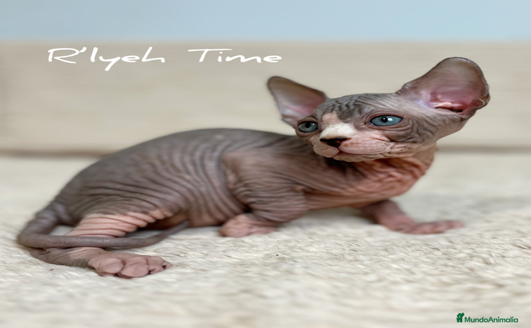 Sphynx gatos - Anuncio 2