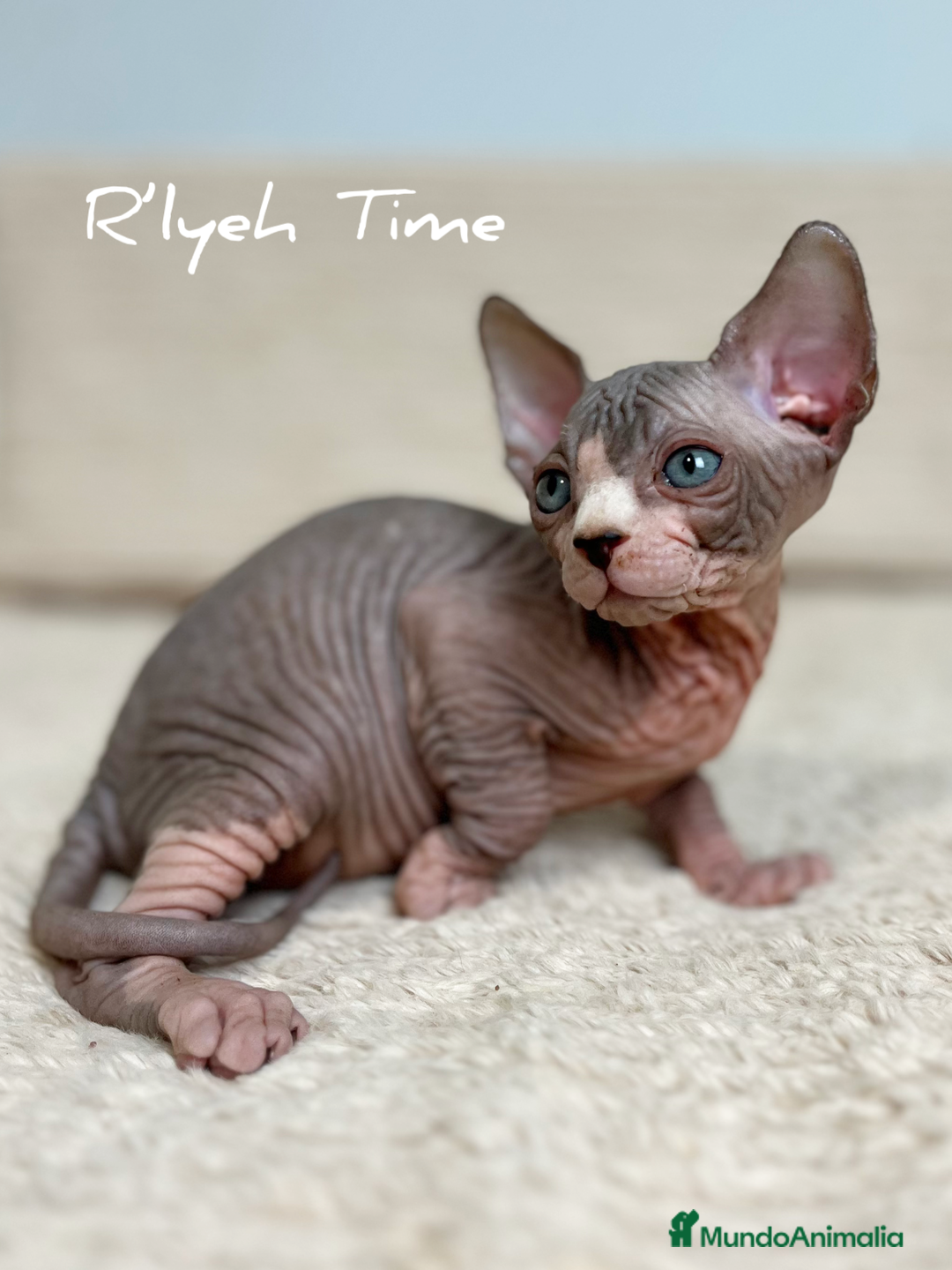 Sphynx gatos en venta: Sphynx - Imagen 1