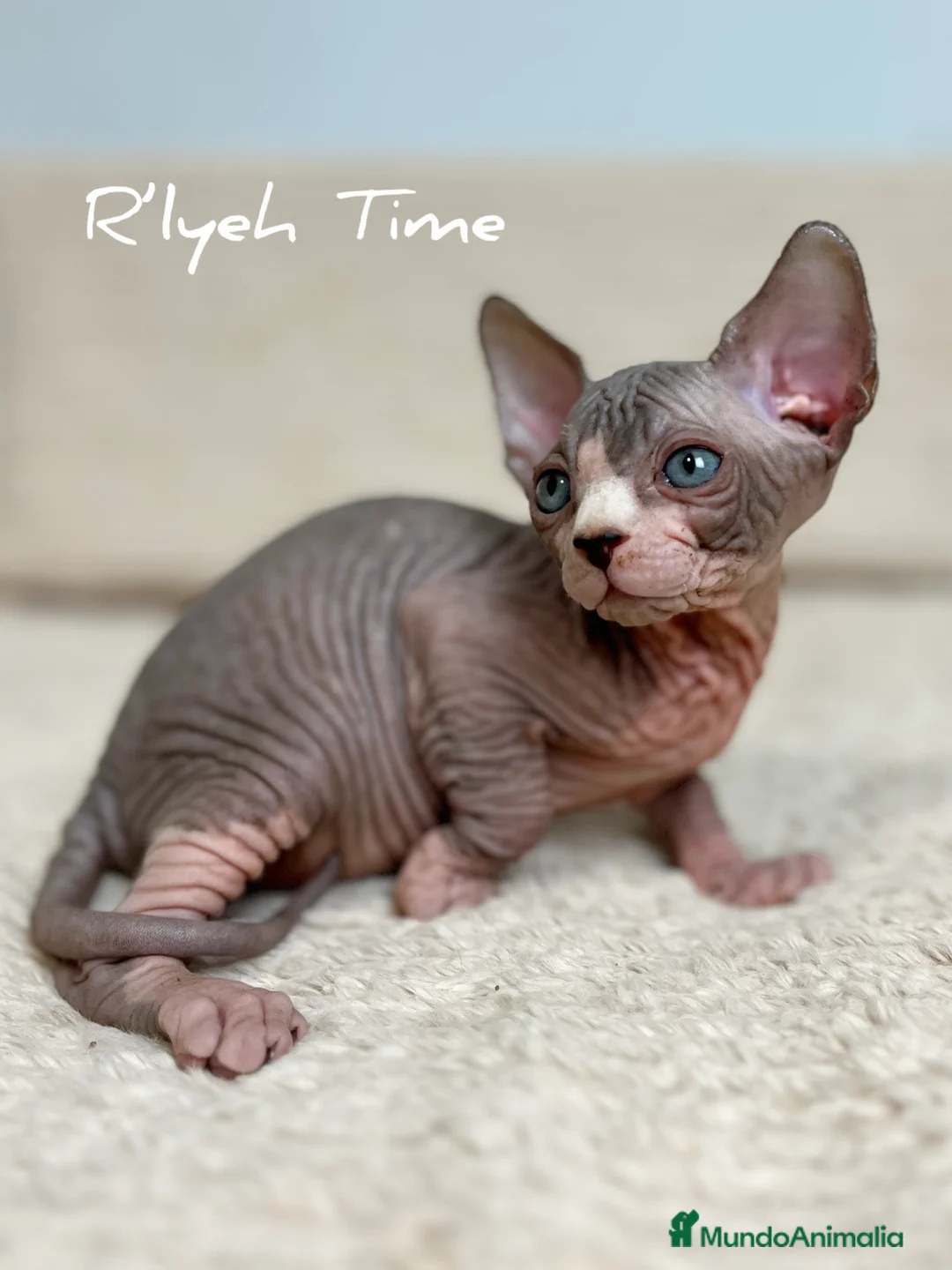 Sphynx gatos en venta: Sphynx - Anuncio 1