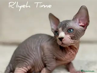 Sphynx gatos Sphynx - Anuncio 2