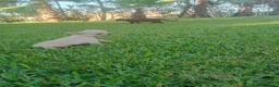 Chihuahua perros en venta: Disponible Chihuahuas Macho y hembras  - Anuncio 4