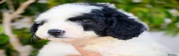 Perro de Agua Español perros en venta: Camada de perro de agua  - Anuncio 8