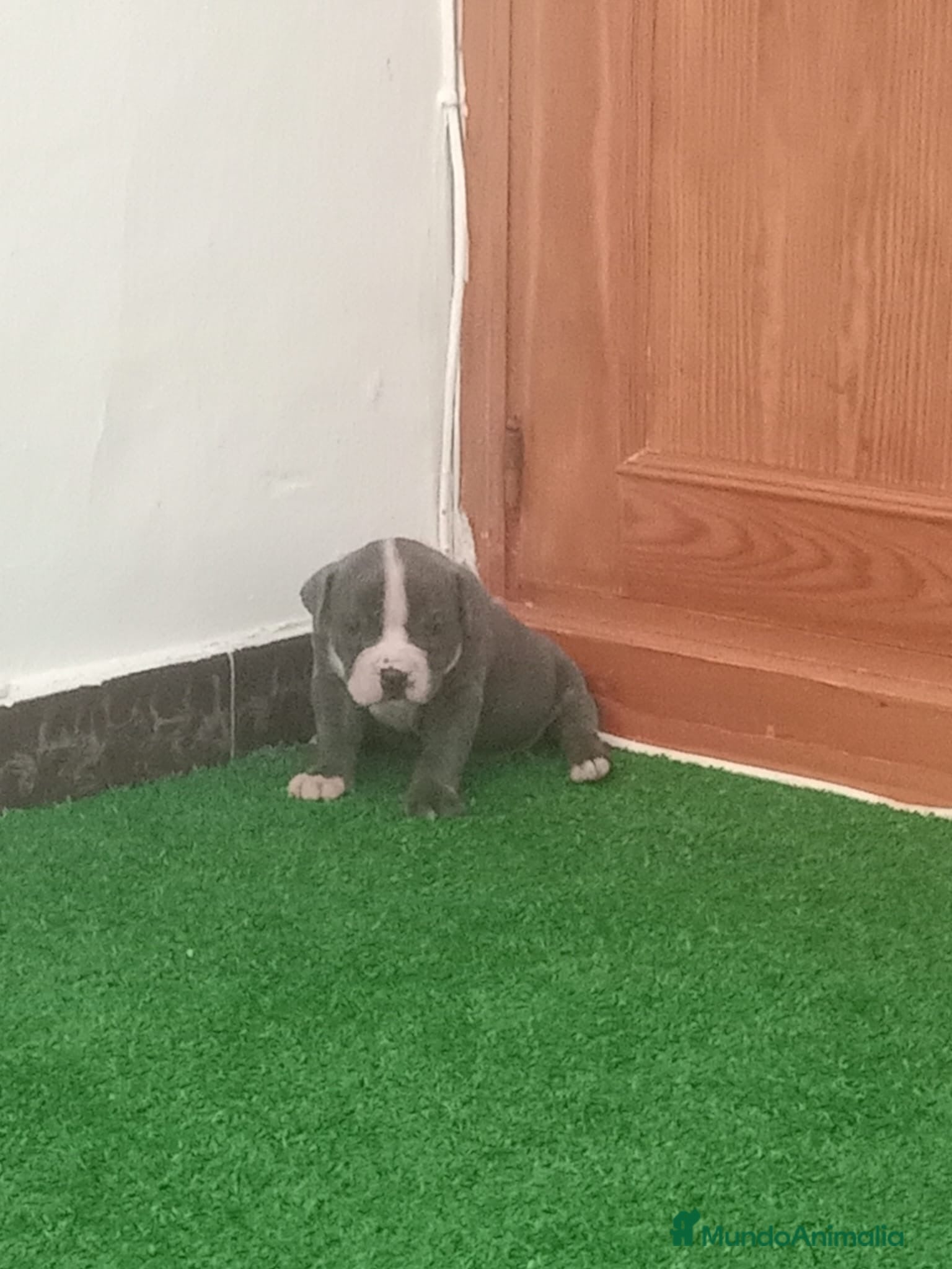 American Bully perros Cachorro de american bully  - Anuncio 1