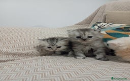 Persa gatos en venta: Gatos Persa - Imagen 3