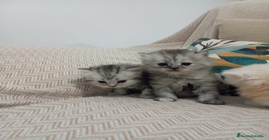 Persa gatos - Propaganda 7