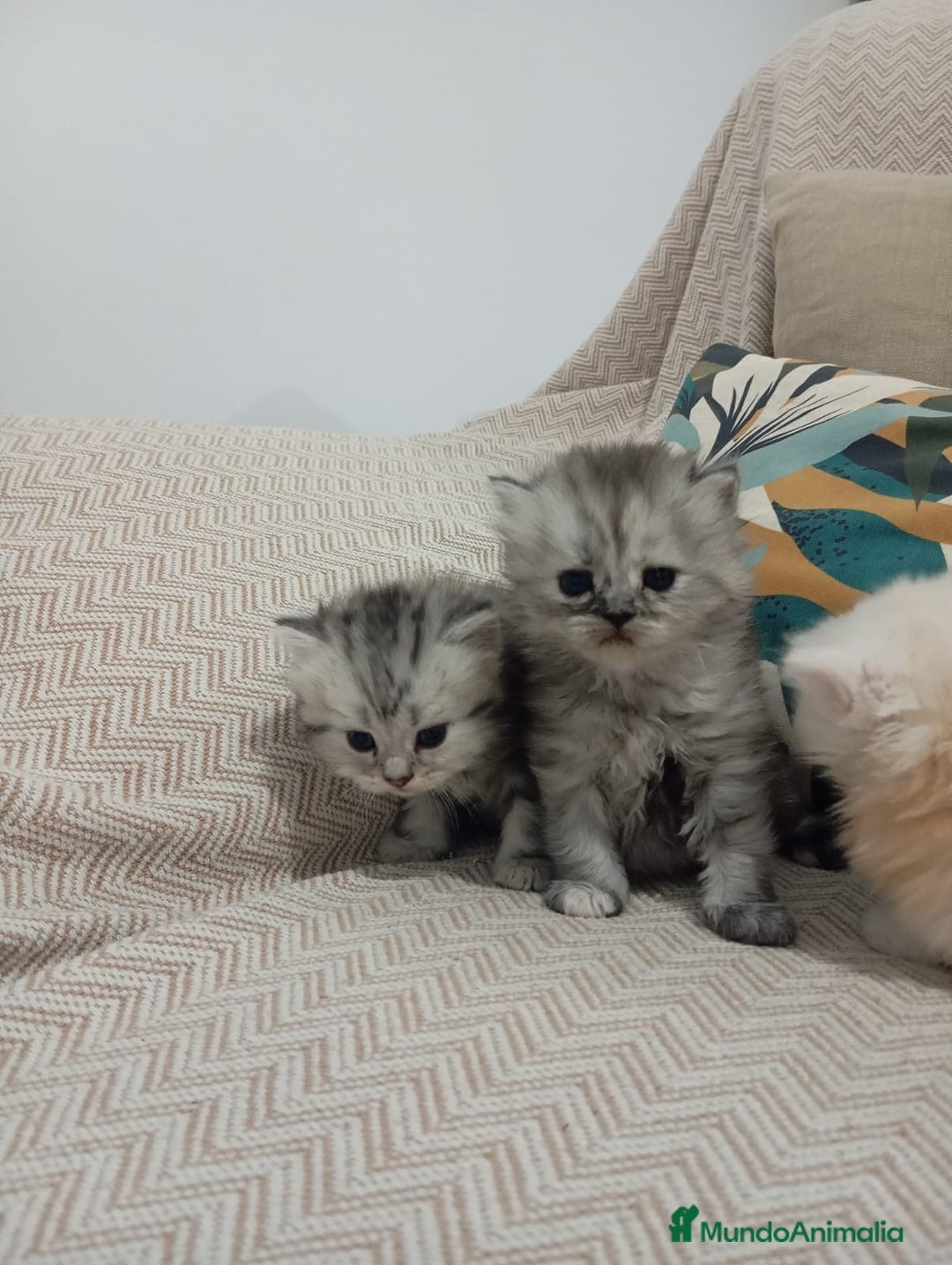 Persa gatos en venta: Gatos Persa - Imagen 3
