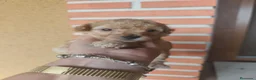 Caniche Toy perros en venta: Caniches PraoToro APRICOT 🧡 en Ávila - Anuncio 7