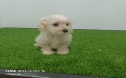 Raza Mixta perros en venta: Caniche mix schnauzer  - Imagen 3