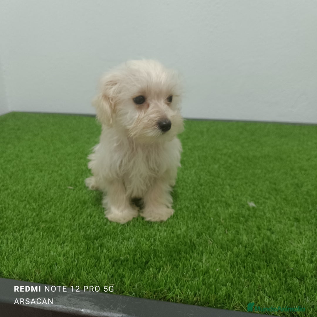 Raza Mixta perros en venta: Caniche mix schnauzer  - Imagen 3