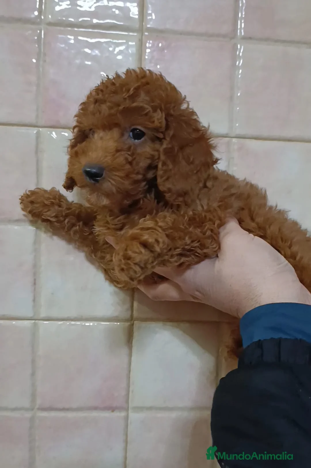 Caniche Toy perros en venta: Caniches toy Rojos - Anuncio 4