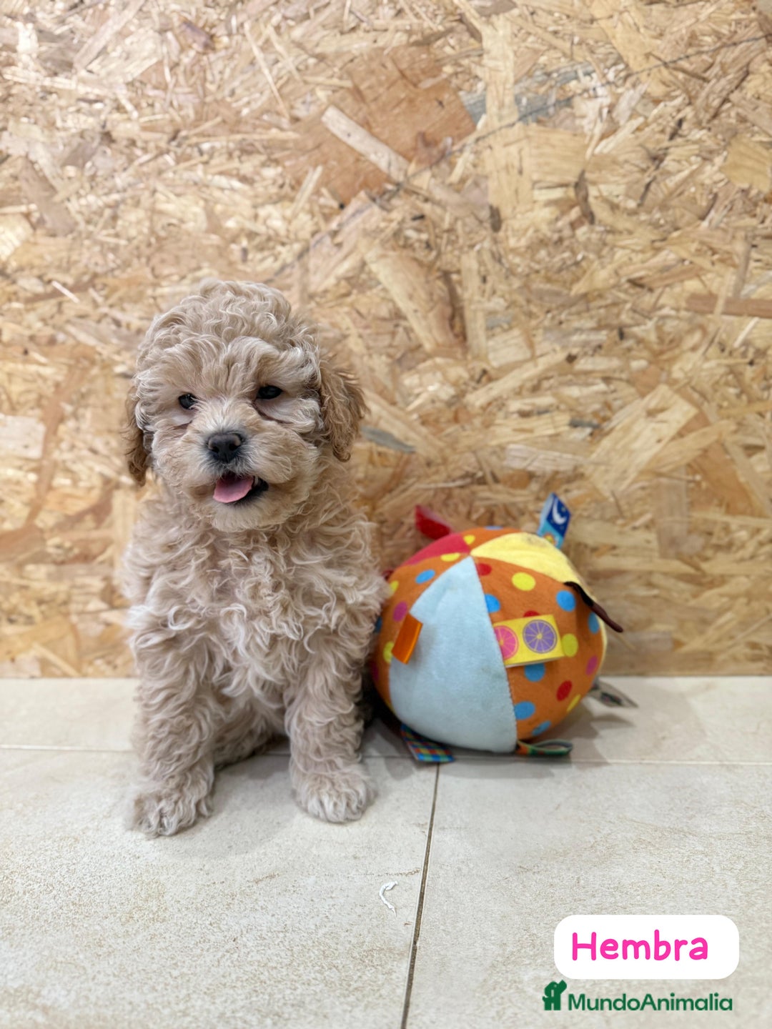 Caniche Enano perros en venta: Caniches enanos  - Imagen 6