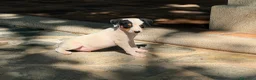 Ratonero Bodeguero Andaluz perros en venta: Ratonero Bodeguero Andaluz - Anuncio 4