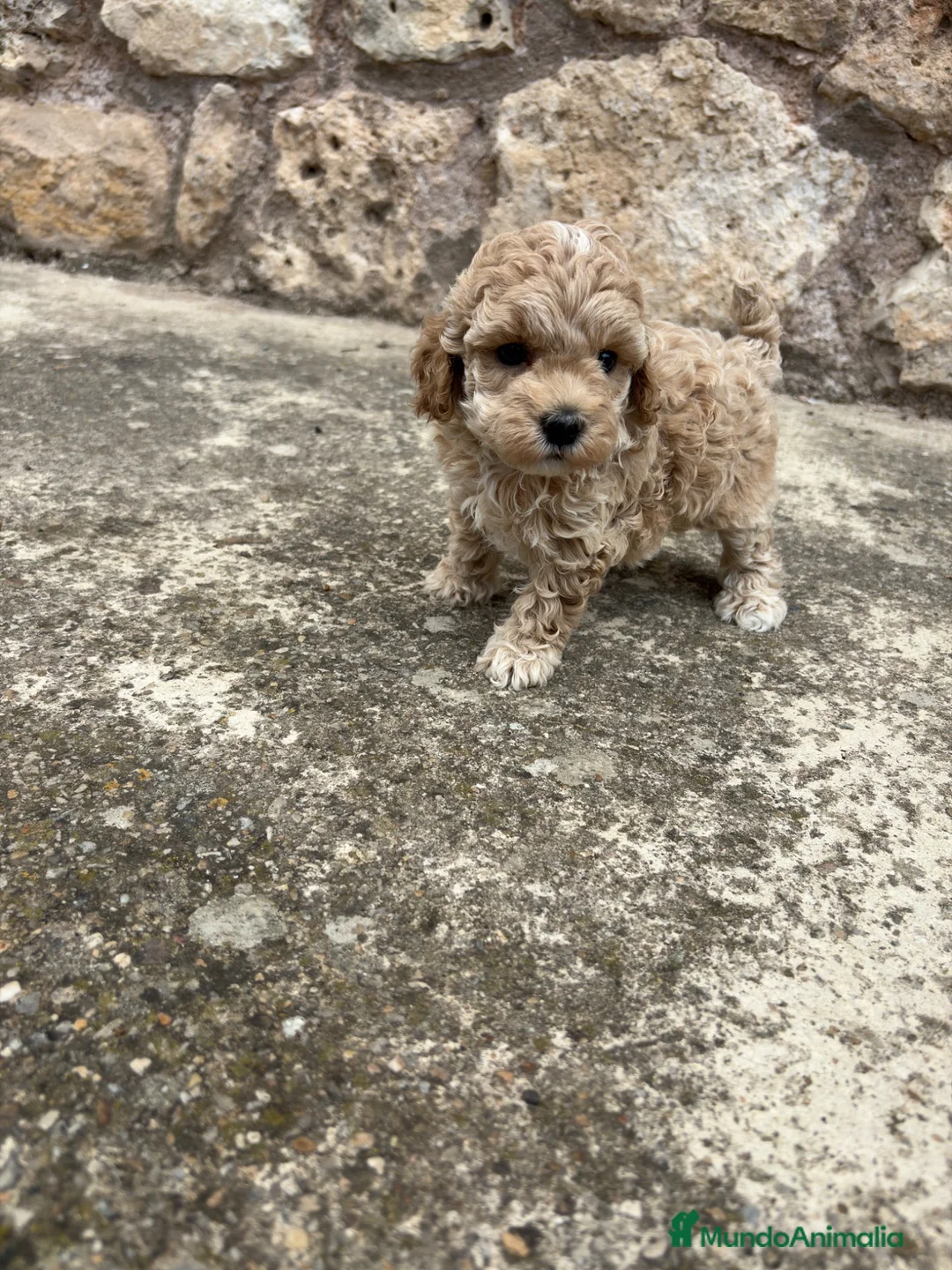 Maltipoo perros en venta: Maltipoo - Anuncio 6