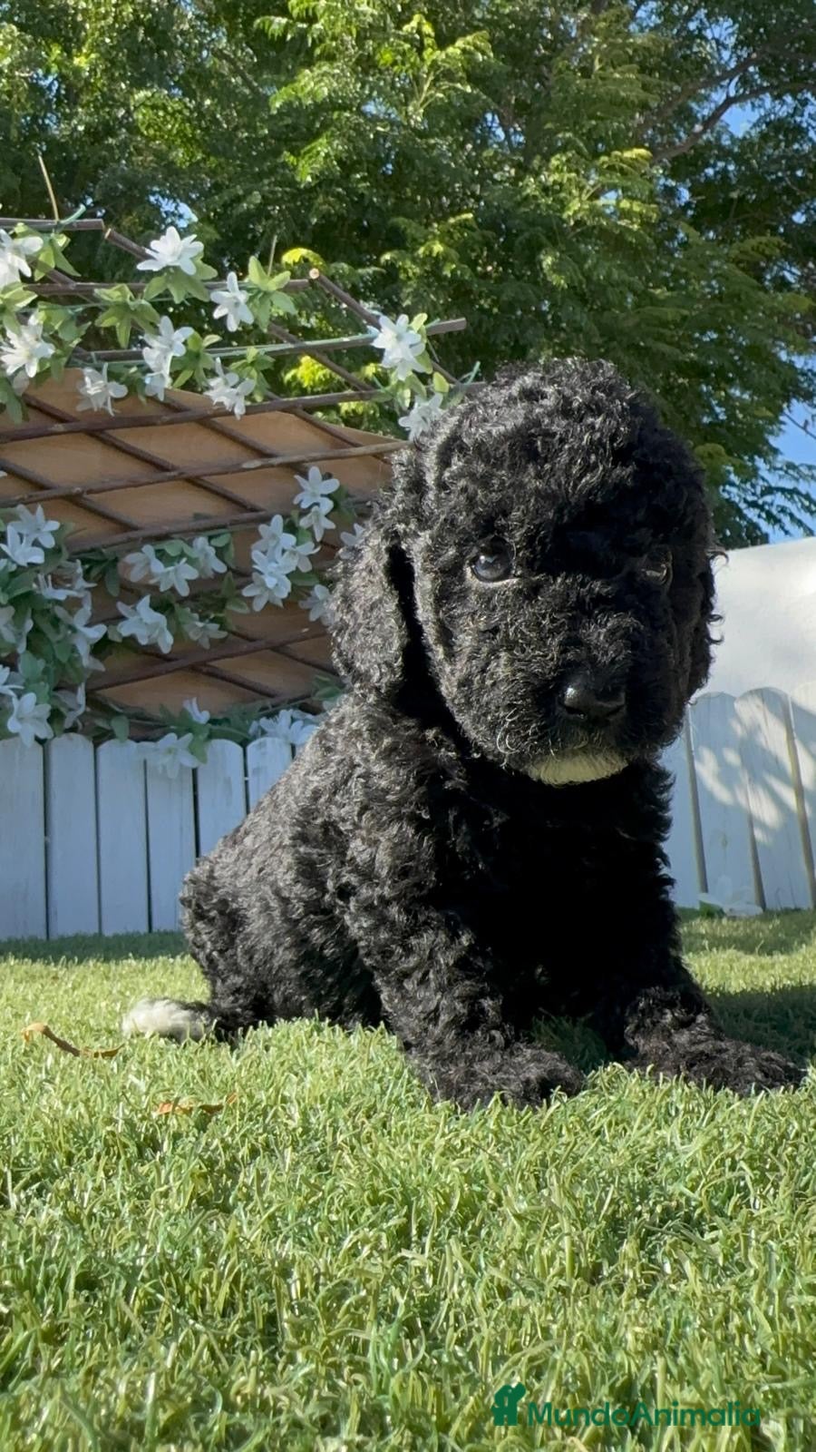 Perro de Agua Español perros PERRO DE AGUA ESPAÑOL-HEMBRA - Anuncio 1
