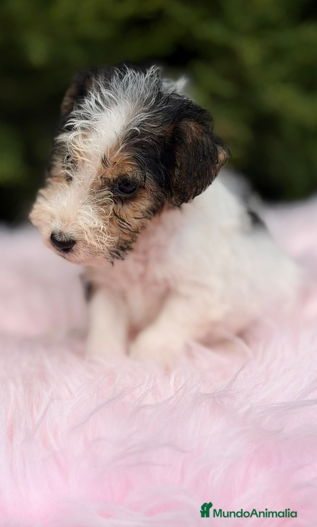 Fox Terrier de Pelo Liso perros FOXTERRIER DISPONIBLES - Anuncio 1