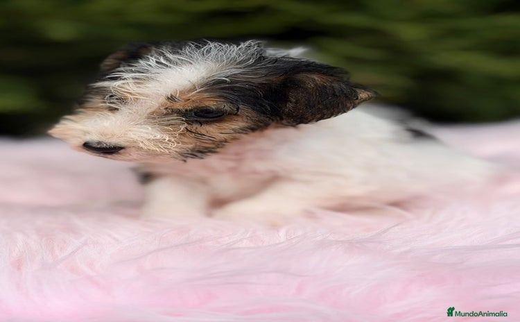 Fox Terrier de Pelo Liso perros FOXTERRIER DISPONIBLES - Anuncio 2