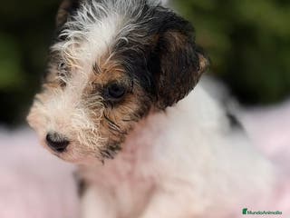 Fox Terrier de Pelo Liso perros FOXTERRIER DISPONIBLES - Anuncio 14