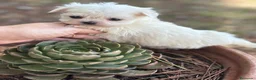 Bichón Maltés perros en venta: Bichon Maltés líneas coreanas  - Anuncio 4
