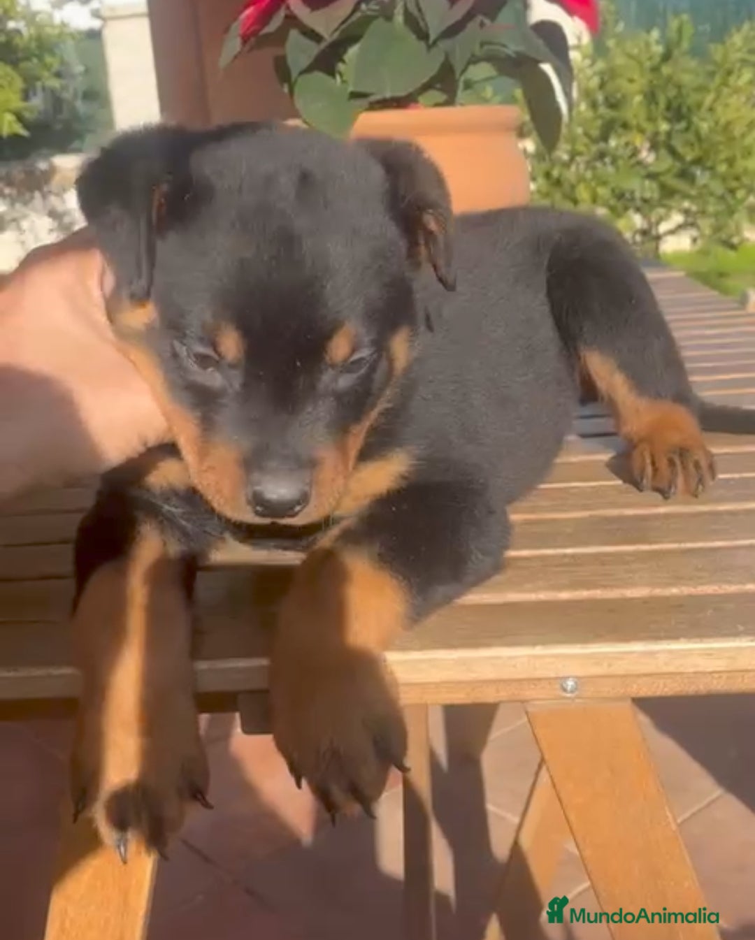 Rottweiler perros en venta: Cachorro rottweiler  - Anuncio 1