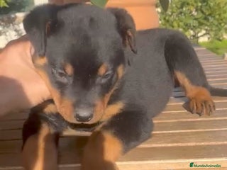 Rottweiler perros Cachorro rottweiler - Anuncio 2