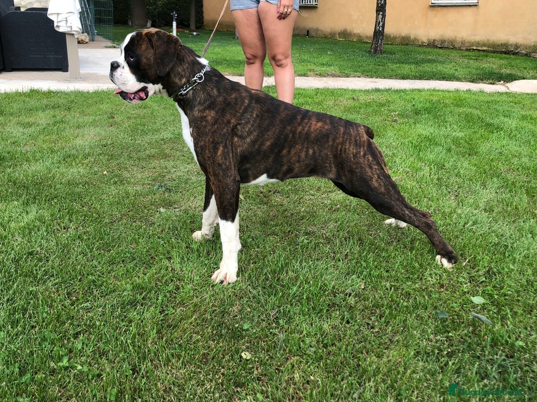 Boxer perros en adopcion: Hembra boxer adopcion - Imagen 2