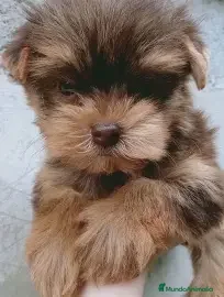 Yorkshire Terrier perros EXCLUSIVOS YORKSHIRE CHOCOLATE - Anuncio 2