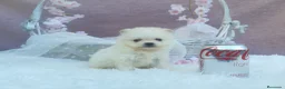 Pomerania perros en venta: PRECIOSO CACHORITO DE POMERANIA TOY    - Anuncio 17