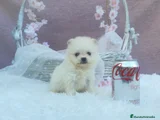 Pomerania Cachorro 9