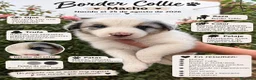 Border Collie perros en adopcion: Preciosa border collie - Anuncio 3