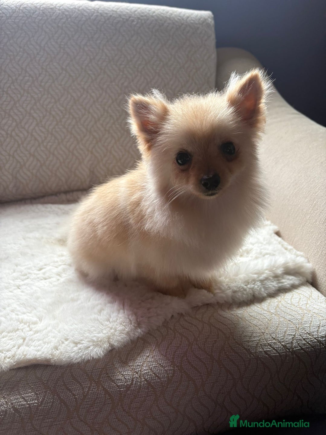Pomerania perros en venta: pomerania toy tiene 9 meses pesa 2 kilo 200 gramos - Anuncio 8