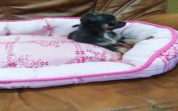 Chihuahua perros en venta: CHIHUAHUA TOY  - Imagen 1
