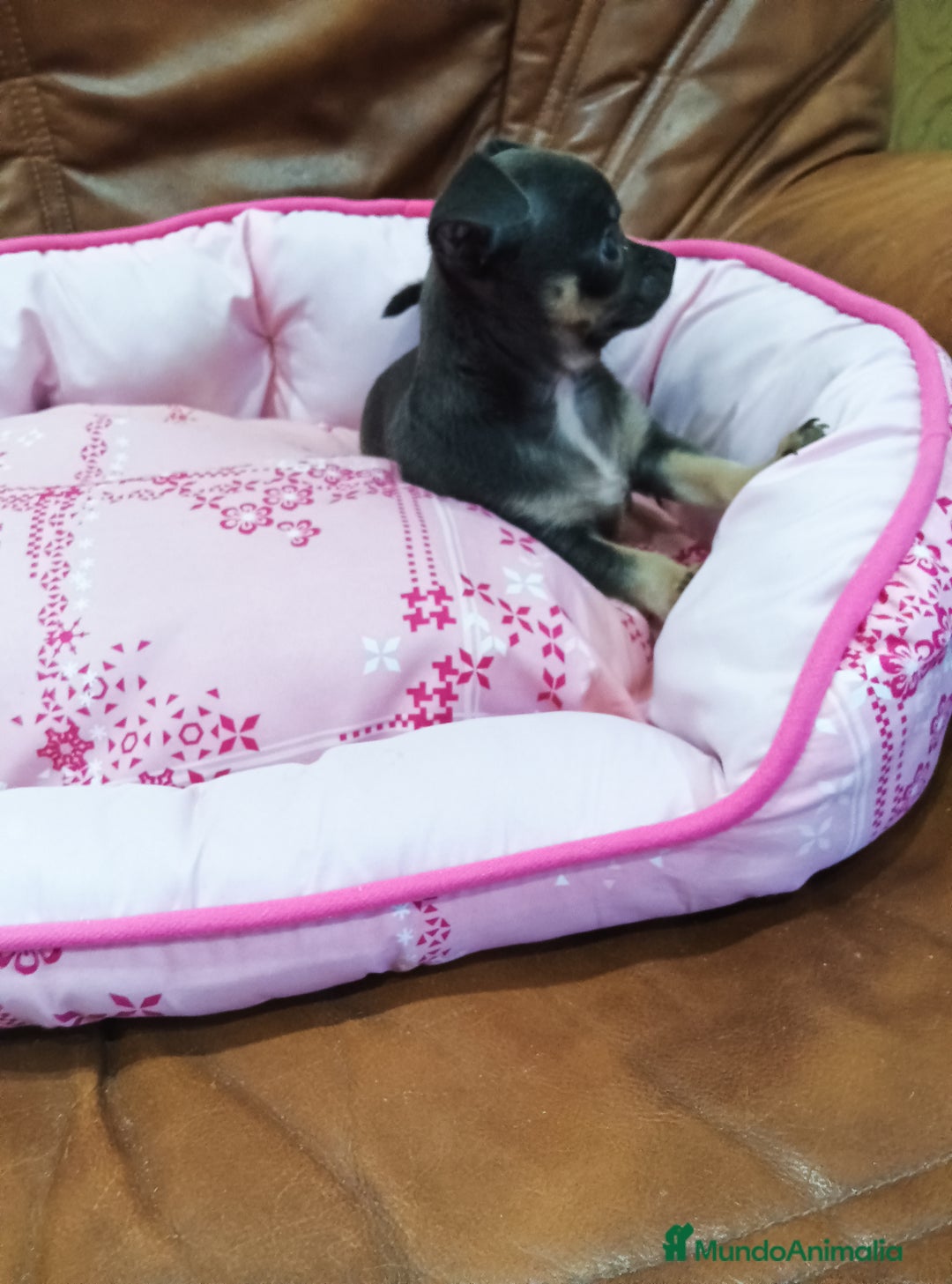 Chihuahua perros en venta: CHIHUAHUA TOY  - Imagen 1