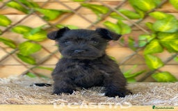 Schnauzer Miniatura perros en venta: Camada de Romie - Imagen 3